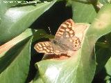 Mariposa Saltacercas - Lasiommata megera. Los Villares