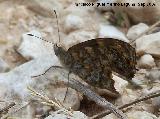 Mariposa Saltacercas - Lasiommata megera. Le han dado un bocado en sus alas. Macho. Otiar (Jan)