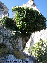 Yedra - Hedera helix. Los Villares