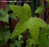 Yedra - Hedera helix. Navas de San Juan