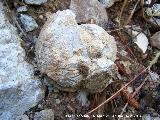 Bivalvo Rudista - Pseudotoucasia. Arroyo de los Anchos - Santiago Pontones