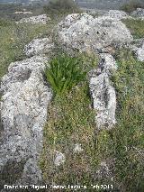 Necrpolis visigoda del Cerro Salido. Tumba