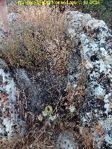 Necrpolis visigoda del Cerro Salido. Tumba cercana a la Cueva de las Sepulturas