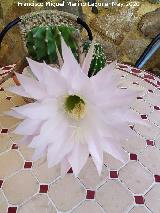 Cactus lirio de pascua - Echinopsis multiplex. Flor. Los Villares