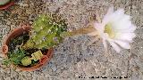 Cactus lirio de pascua - Echinopsis multiplex. Navas de San Juan