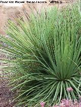 Espadn - Agave striata. Tabernas