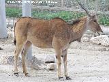 Antlope Lechwe - Kobus leche. Tabernas