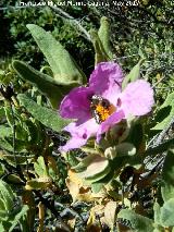 Jara blanca - Cistus albidus. Cerro de Las Monjas - Navas de San Juan