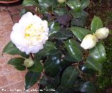 Camelia - Camellia japonica. Navas de San Juan