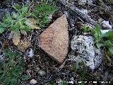 Oppidum del Cerro Algarrobo. Cermica ibera