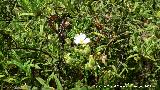 Jara negra - Cistus monspeliensis. Arroyo de Martn Prez - Aldeaquemada