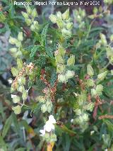 Jara negra - Cistus monspeliensis. La Venta - Los Villares