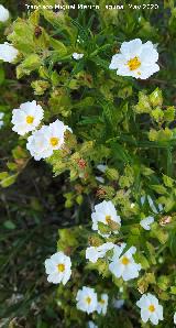 Jara negra - Cistus monspeliensis. La Venta - Los Villares