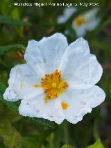 Jara negra - Cistus monspeliensis. Flor. La Venta - Los Villares