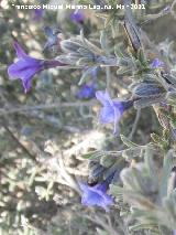 Palomilla de tintes - Alkanna tinctoria. Los Villares