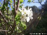 Manzano silvestre - Malus sylvestris. Cerro Montaes - Jan