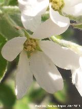 Manzano silvestre - Malus sylvestris. Cerro Montaes - Jan