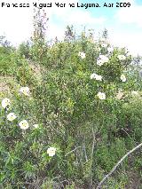 Jara pringosa - Cistus ladanifer. Vilches