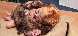 Homo neanderthalensis. Beb� neandertal. Paleom�gina - Bedmar