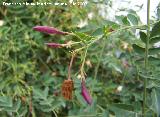 Jazmn - Jasminum officinale. Navas de San Juan