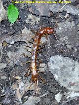 Escolopendra - Scolopendra cingulata. Collado de la Aviacin - Santa Elena