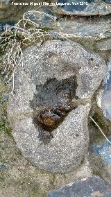 Pealosa. Molde