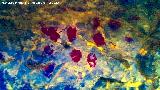 Pinturas rupestres de la Pe�a del Gorri�n IV. Tratada con Dstretch