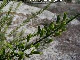 Reseda de olor - Reseda odorata. Fruos. Cuatro Picos - Jan