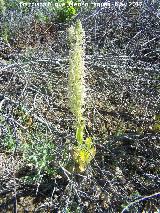 Orqudea del lagarto - Himantoglossum hircinum. Tajos de San Marcos - Alcal la Real