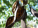 Arbol botella - Brachychiton populneus. Fruto. Alharilla - Porcuna