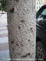 Arbol botella - Brachychiton populneus. Tronco. Bailn