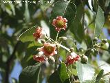 Arbol botella - Brachychiton populneus. Flor. Jan