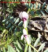 Yero - Vicia ervilia. Navas de San Juan