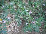 Yero - Vicia ervilia. Navas de San Juan