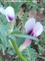 Yero - Vicia ervilia. Navas de San Juan