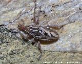 Gorgojo de los Cardos - Coniocleonus nigrosuturatus. Los Villares