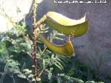 Barba de chivo - Caesalpinia gilliesii. Fruto. Los Villares