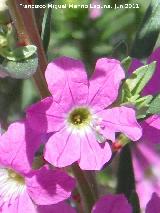 Salicaria menor - Lythrum junceum. Baos de la Salvadora - Jamilena