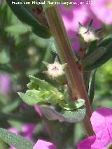 Salicaria menor - Lythrum junceum. Baos de la Salvadora - Jamilena