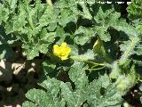 Sanda - Citrullus lanatus. Los Villares