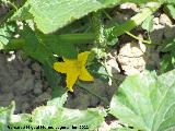 Pepino - Cucumis sativus. Flor. Los Villares