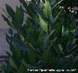 Laurel - Laurus nobilis. Crdoba