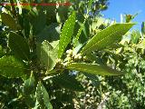 Laurel - Laurus nobilis. Los Villares