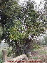 Laurel - Laurus nobilis. Mirador de Torrequebrada - Rus