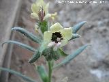 Beleo blanco - Hyoscyamus albus. Navas de San Juan