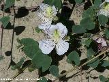 Alcaparrera - Capparis spinosa. Los Villares