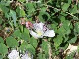 Alcaparrera - Capparis spinosa. Los Villares