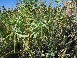 Tabaiba amarga - Euphorbia obtusifolia. Benalmdena