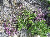 Brezo rubio - Erica australis. Sierra de Navalmanzano - Fuencaliente