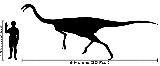 Gallimimus - Gallimimus bullatus. Comparacin con el hombre. Wikipedia